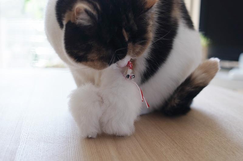 Cat adn