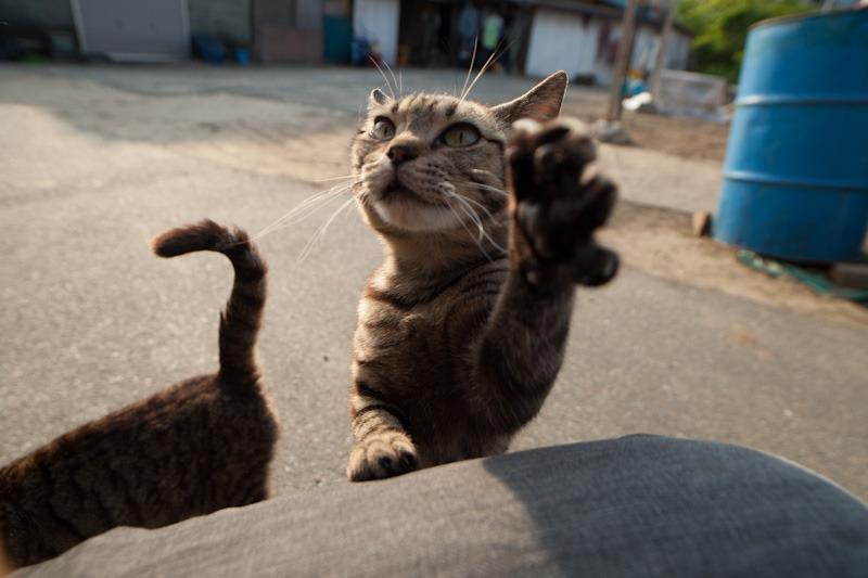 Cat adq