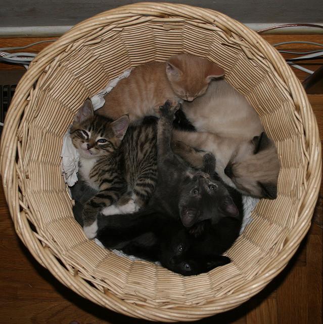 Cat ae0