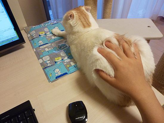 Cat aeb