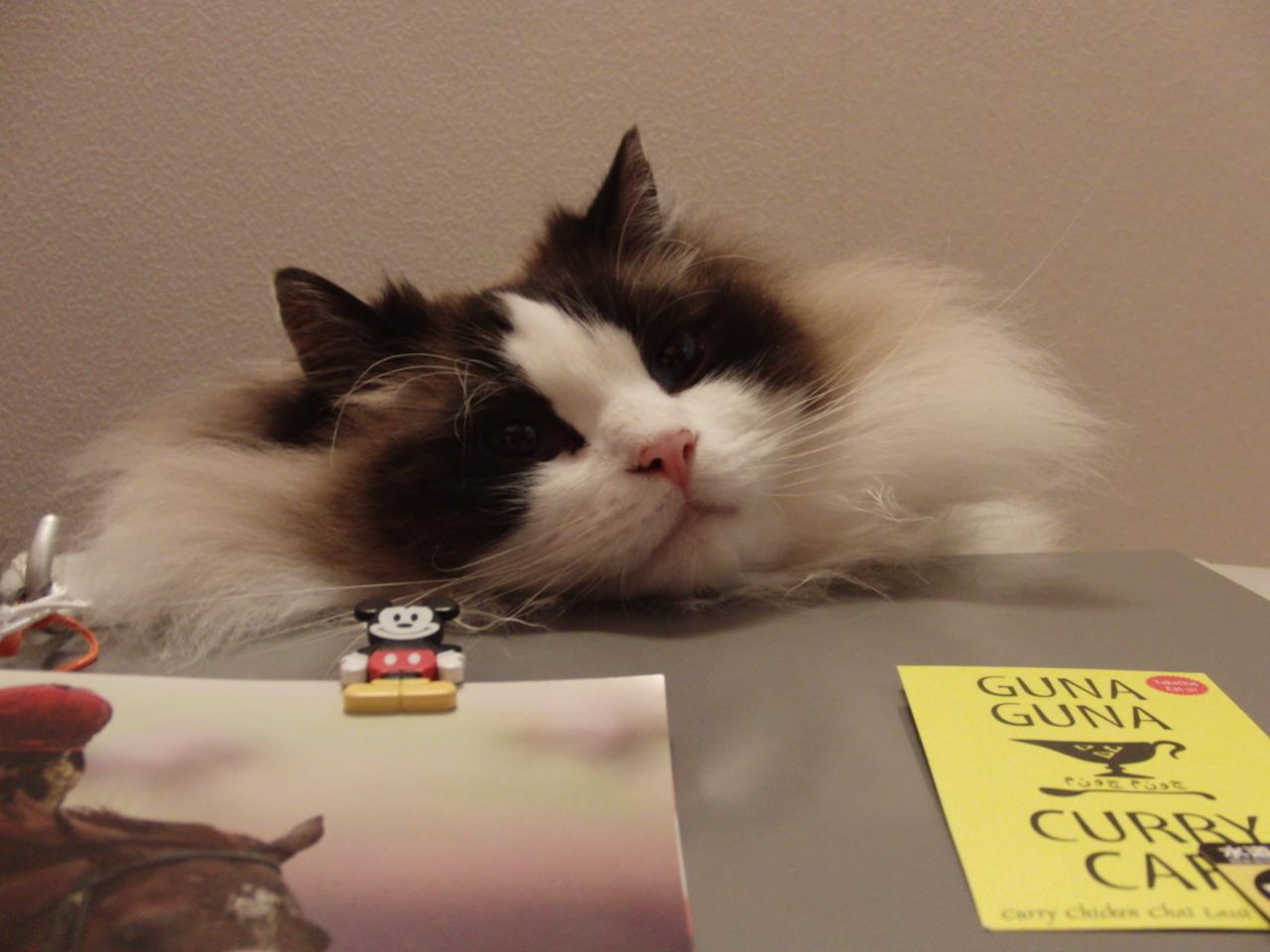 Cat af3