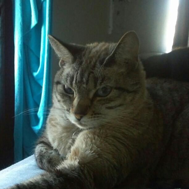 Cat af7