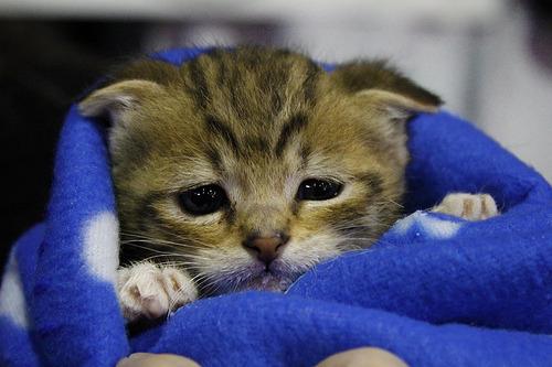 Cat af8