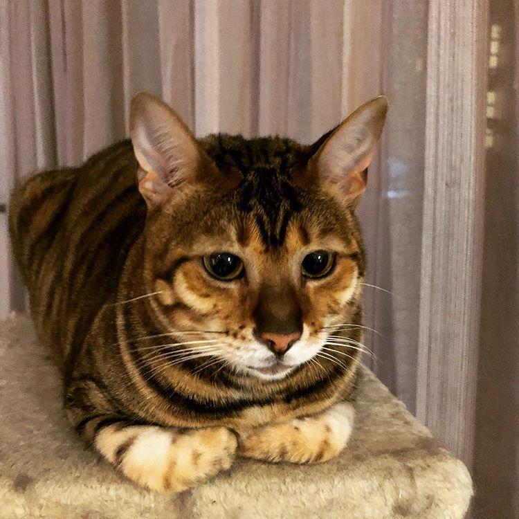 Cat afc0MNLCE