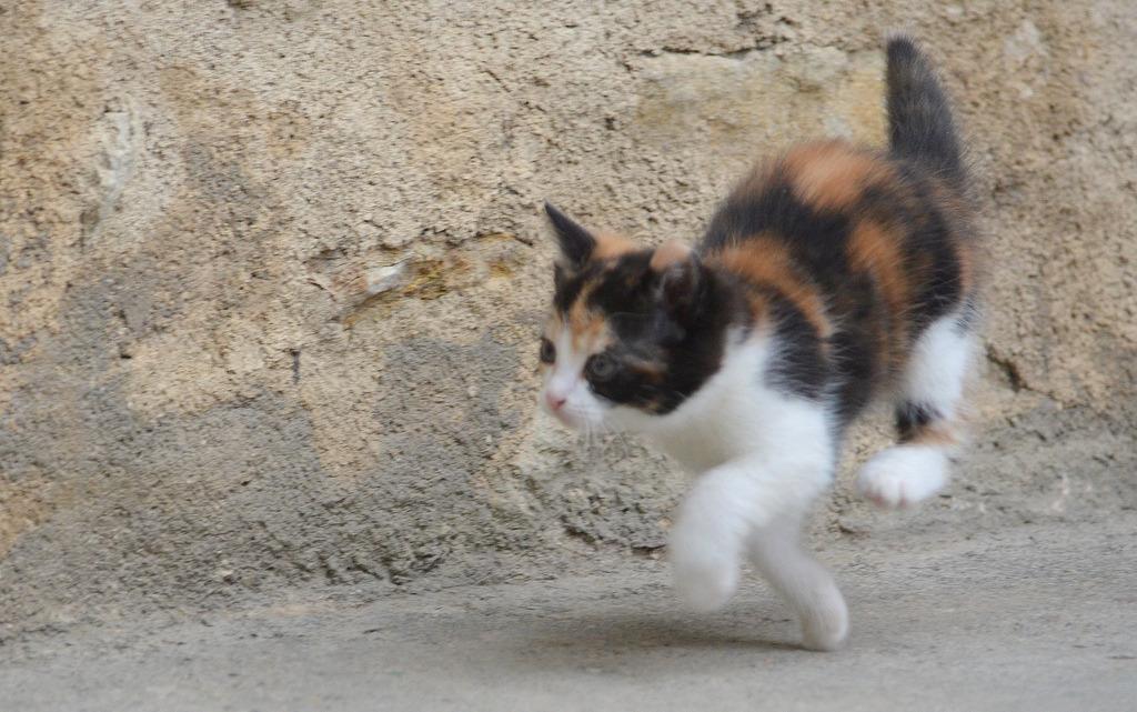 Cat afk