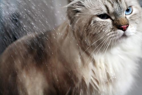 Cat afq