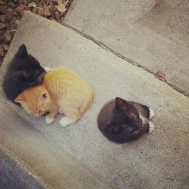 Cat afr