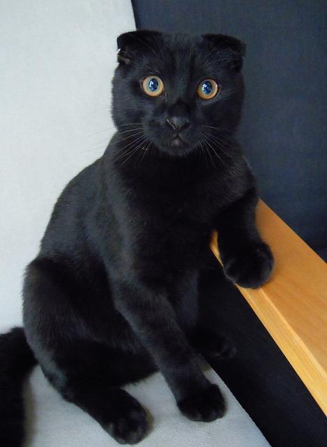 Cat ag9
