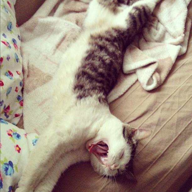 Cat agb