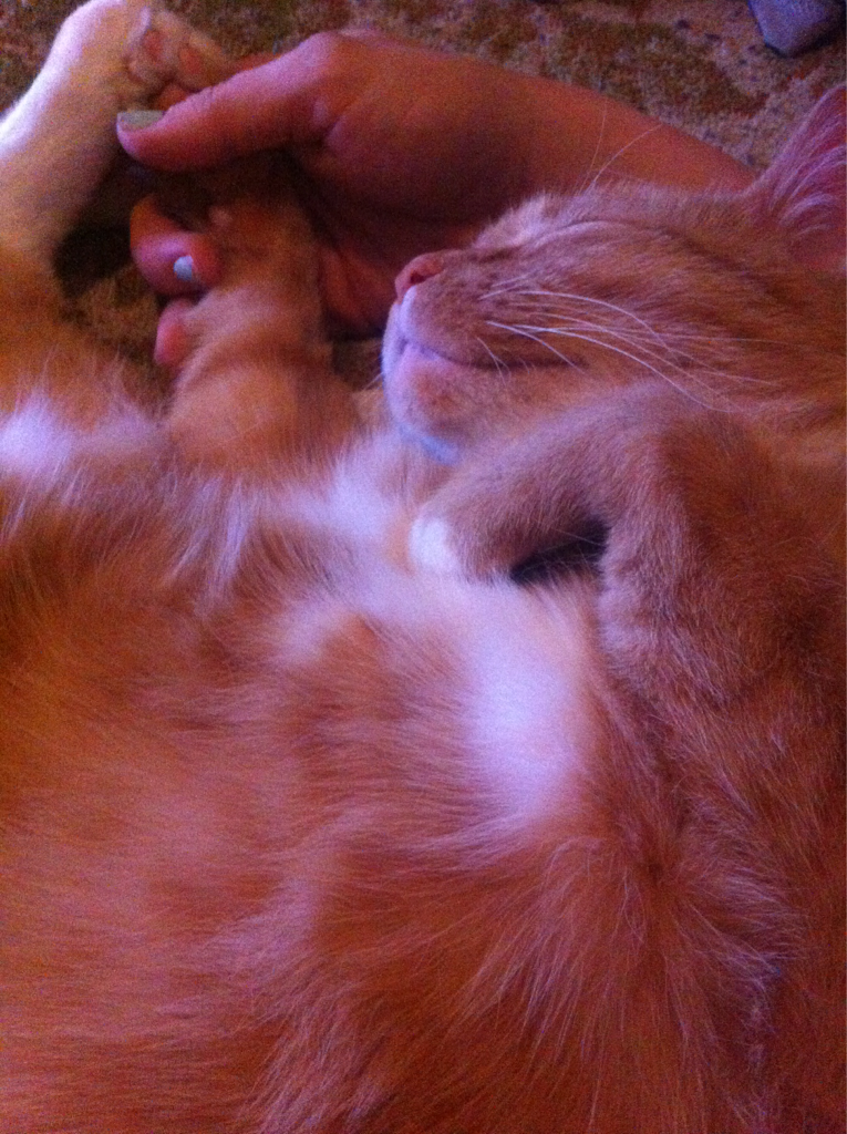 Cat age