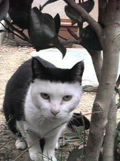 Cat agm