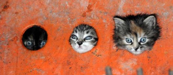 Cat agp
