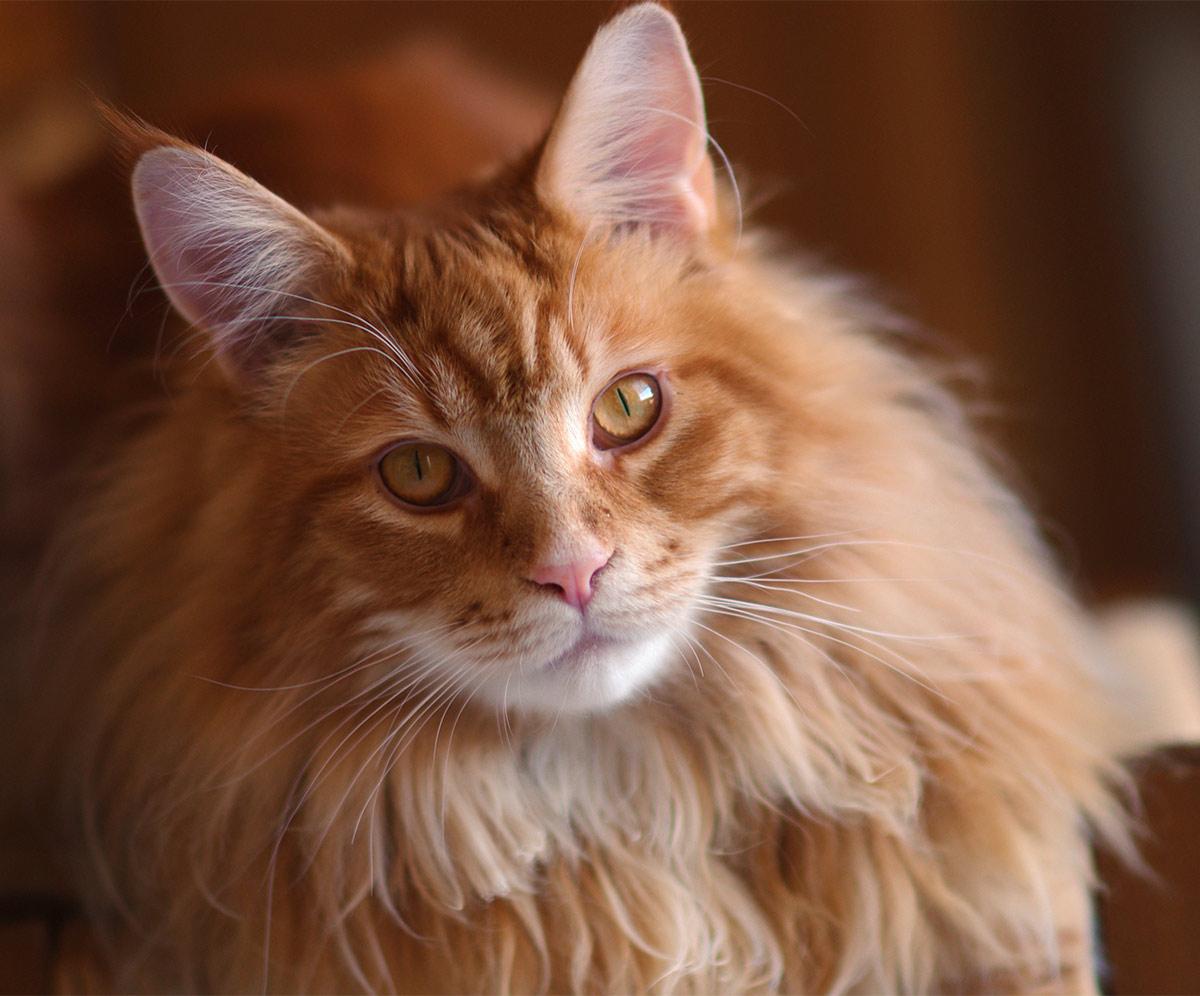 Cat agwTe5TSe