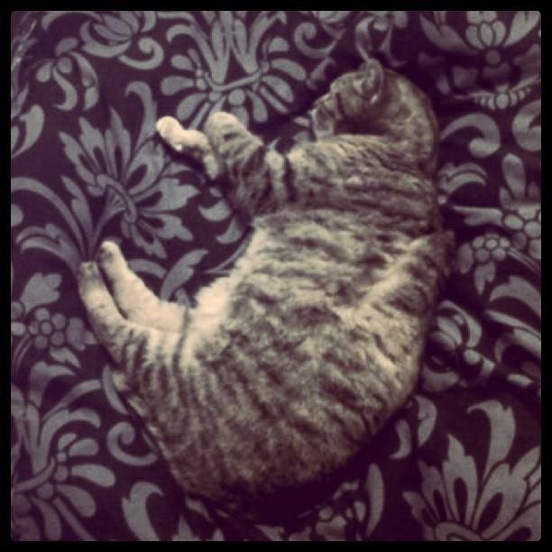 Cat ahb