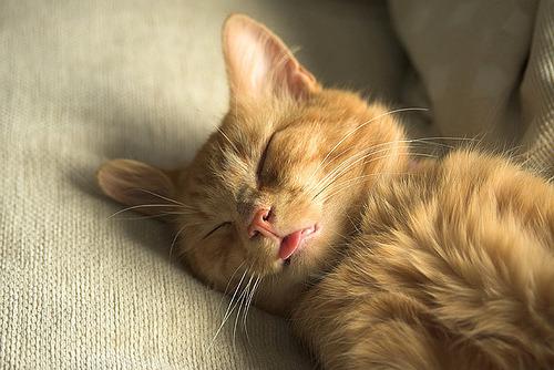 Cat ahg