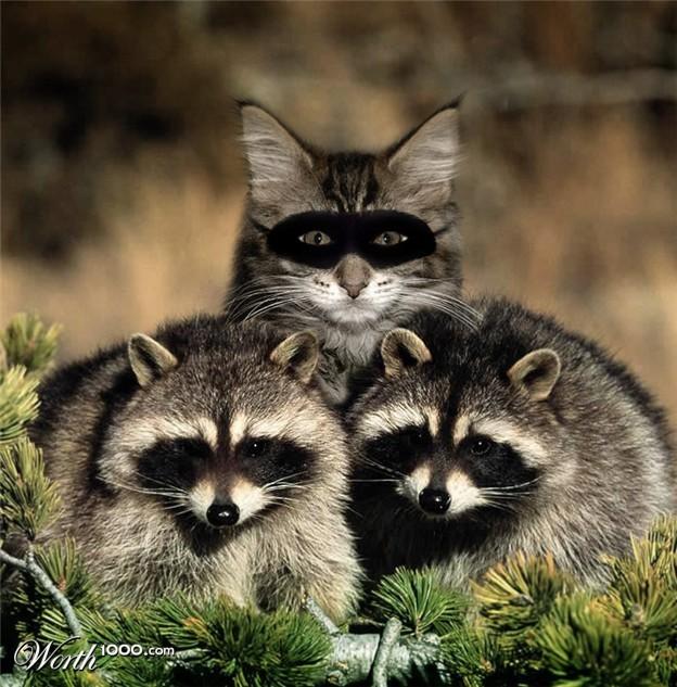 Cat ahm