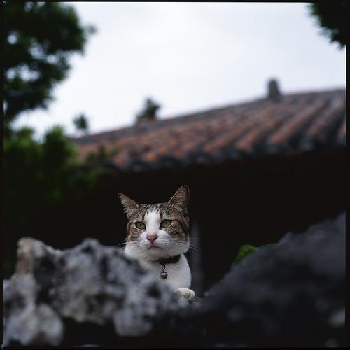 Cat aho