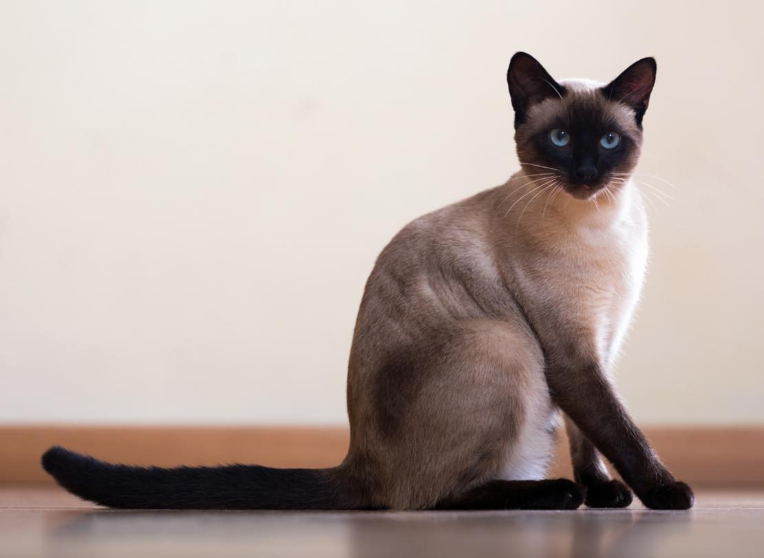 Cat ai6Jps4sx