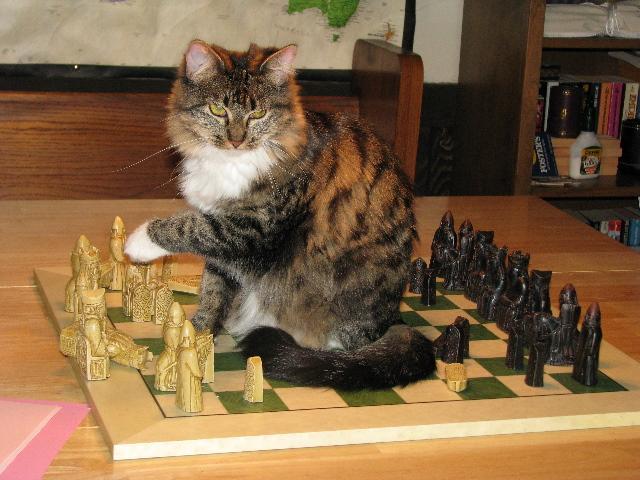 Cat ai8