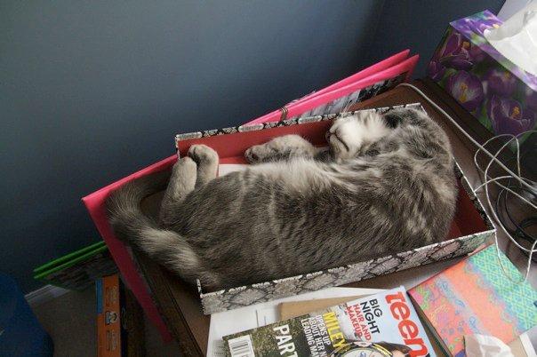 Cat aia