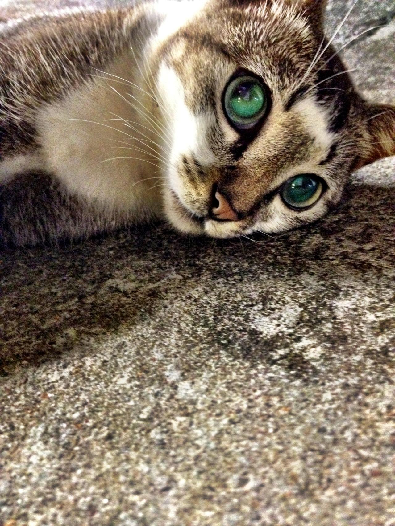 Cat aij