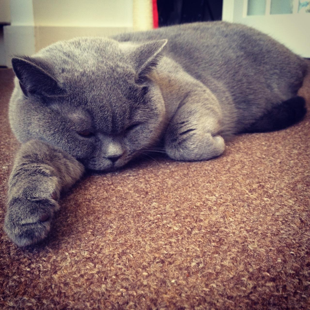 Cat ail
