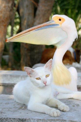 Cat aiu