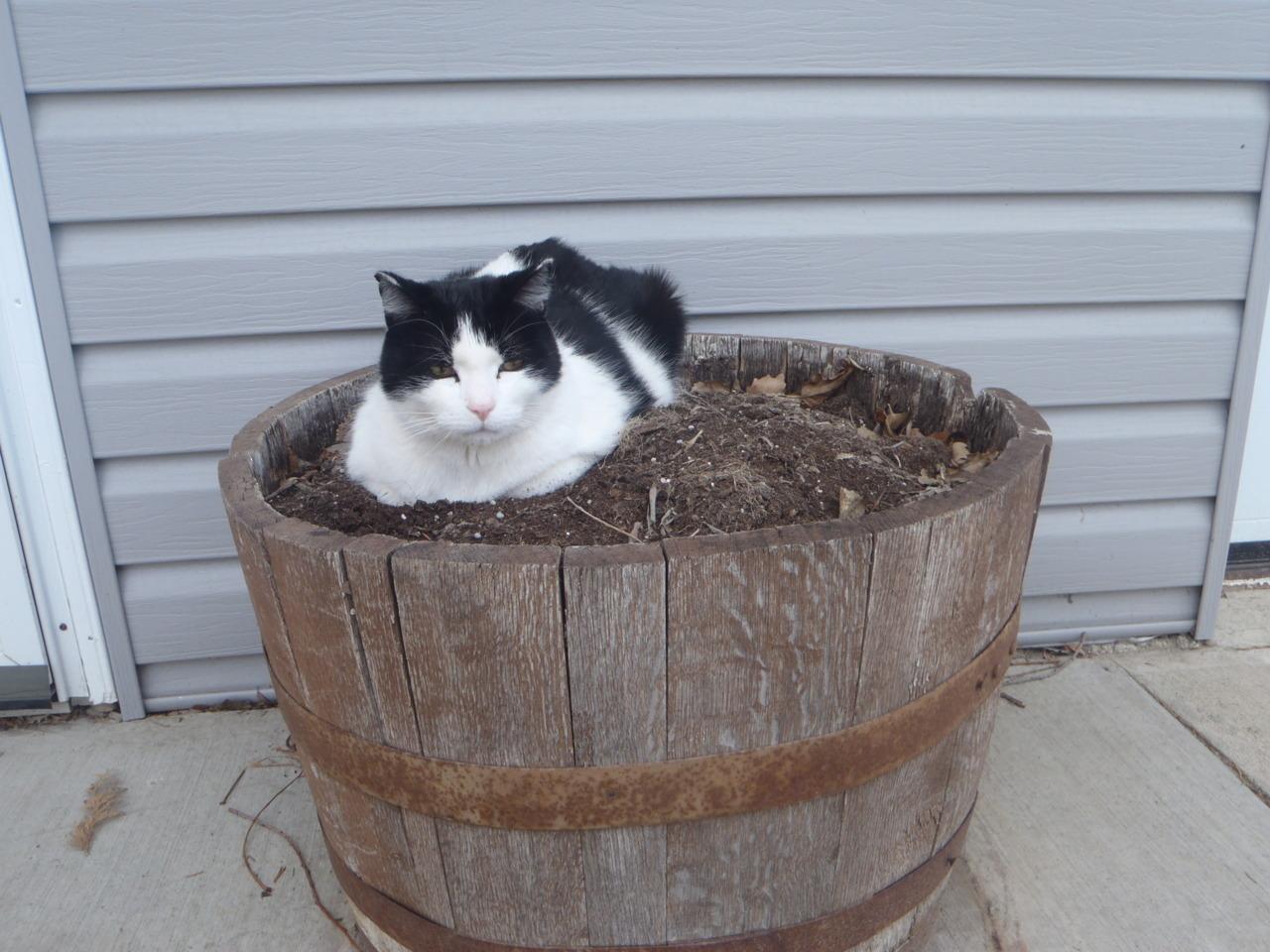 Cat ajh