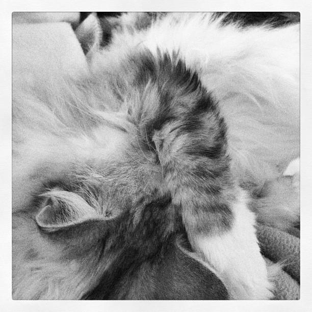 Cat ajp