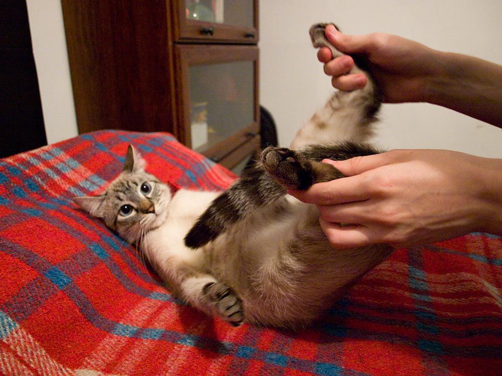 Cat ajr