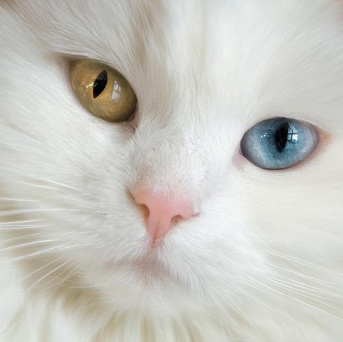 Cat ajs