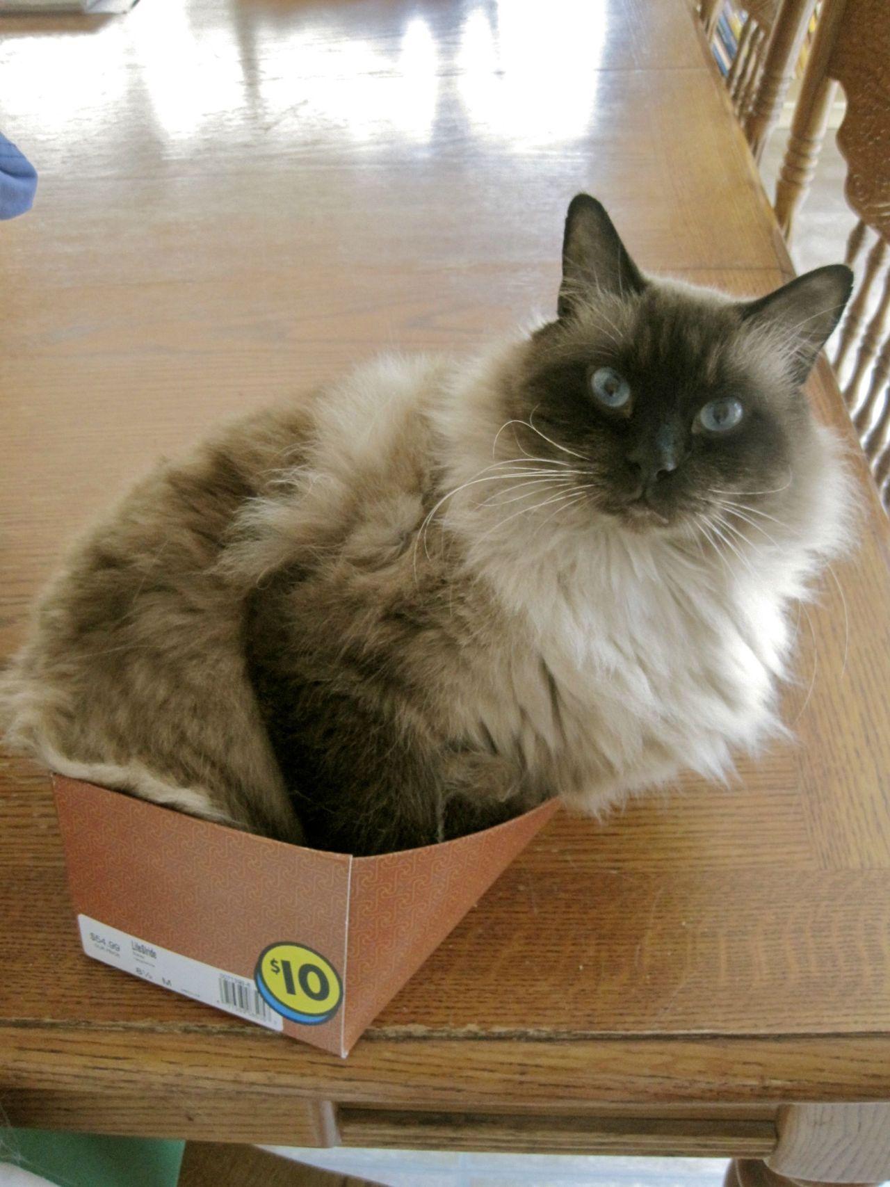 Cat ajv