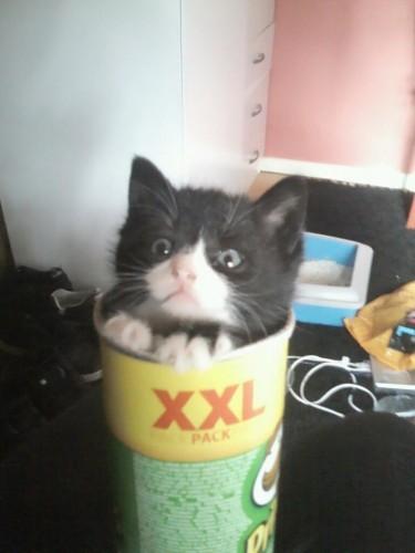 Cat ak0