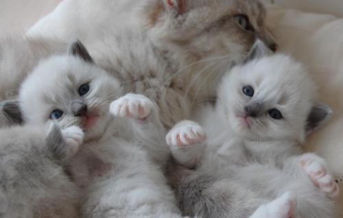 Cat ak3
