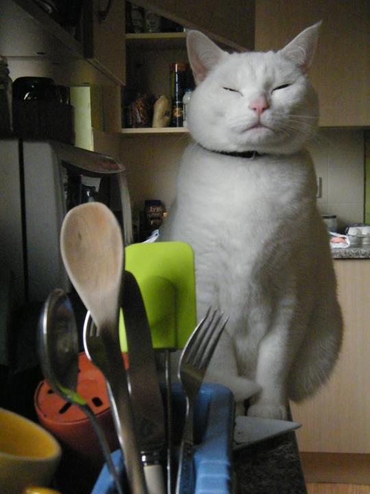 Cat ak7