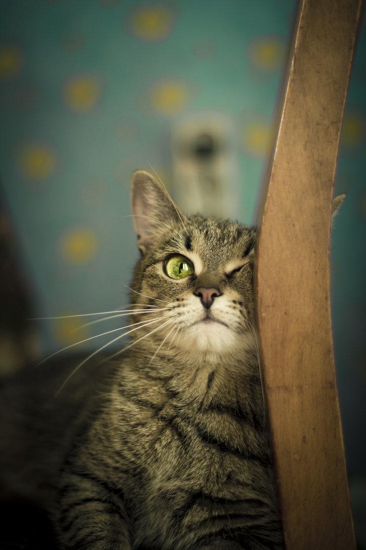 Cat akb