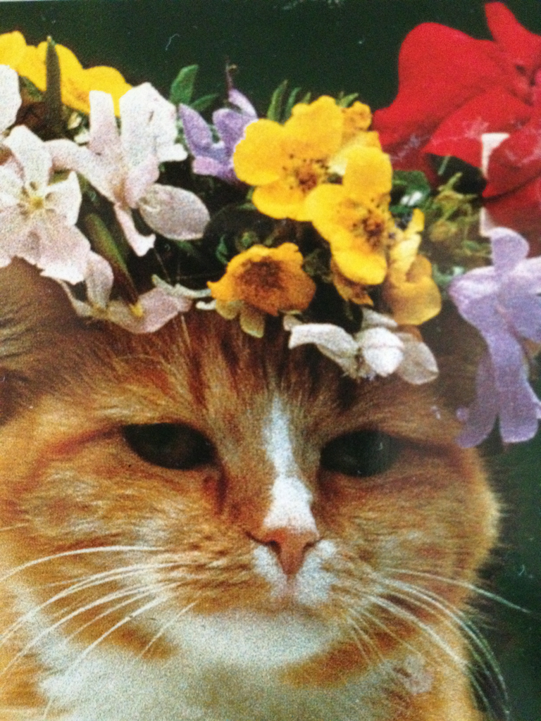 Cat ake