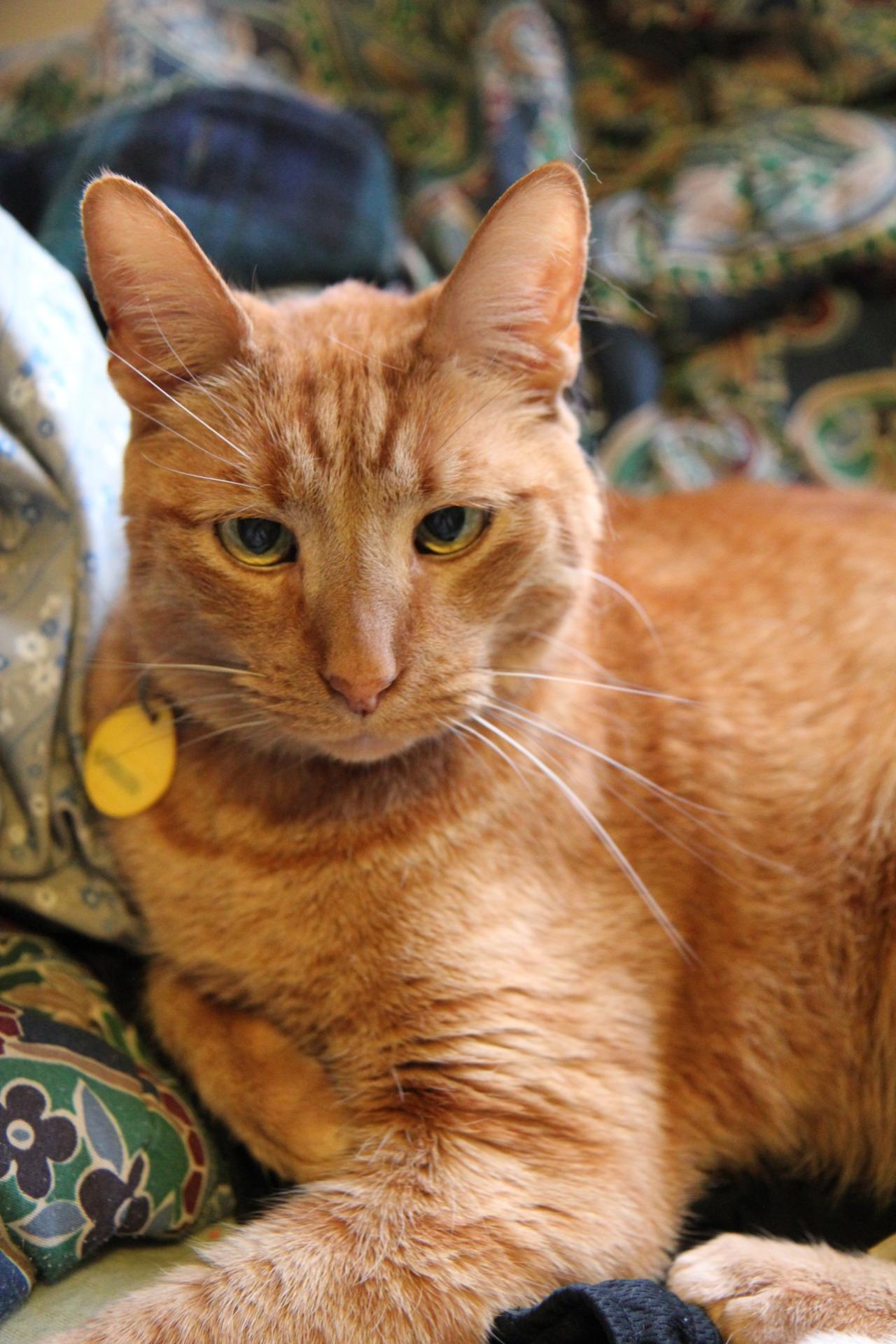 Cat akf
