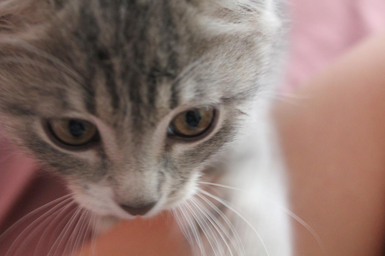 Cat akq