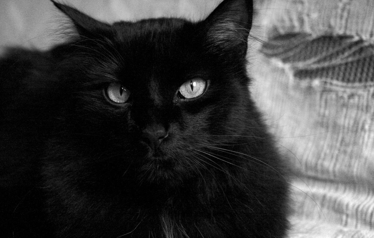 Cat akv