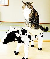 Cat al3