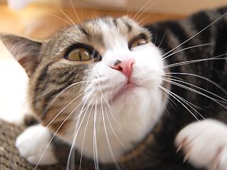 Cat al5