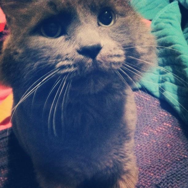 Cat alp
