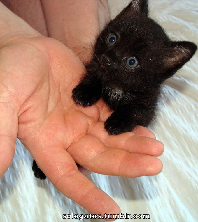 Cat alt