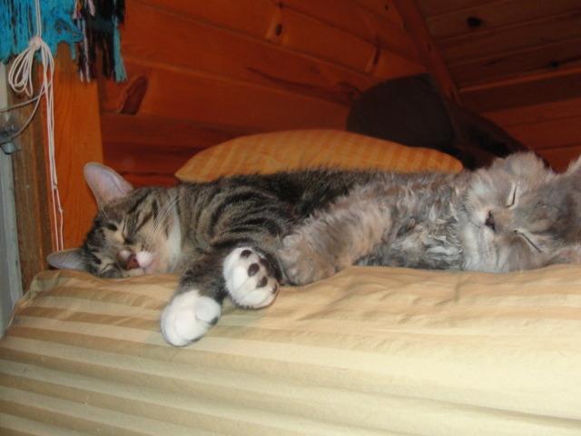 Cat amc