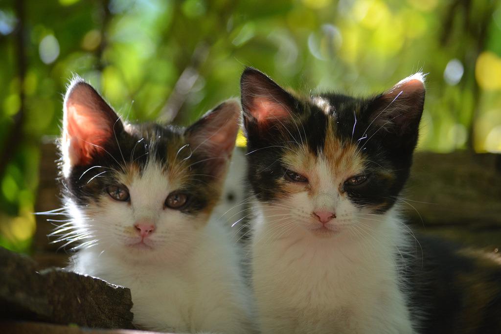Cat amj