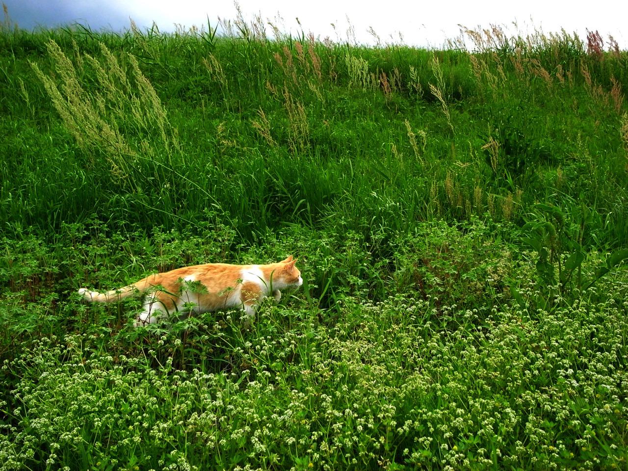 Cat amk