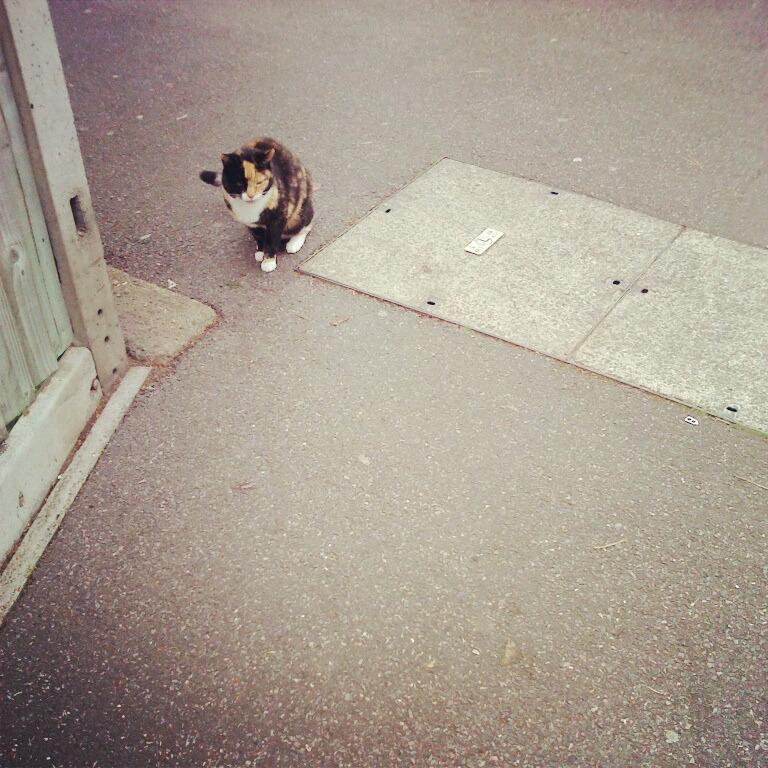 Cat amn