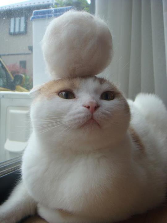 Cat amp