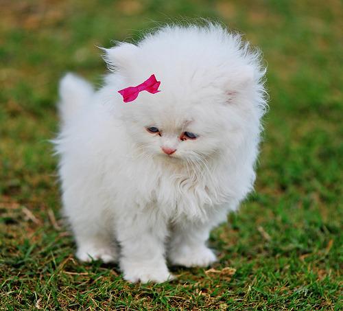 Cat ams